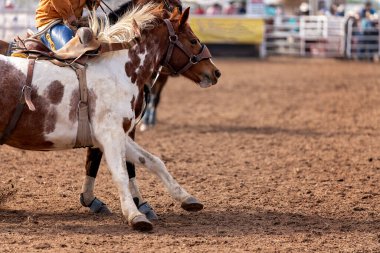 At sırtında kovboylar rodeo yarışında vahşi bir at yakaladılar.