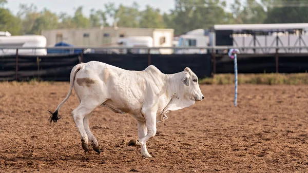 Una Mucca Una Bozza Campo Evento Paese Rodeo Australia — Foto Stock