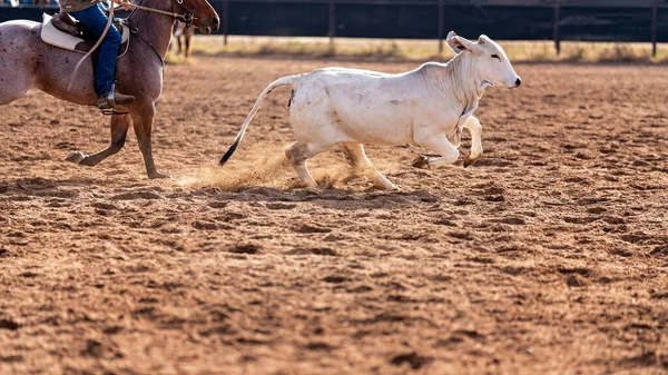 Cowboy on horseback in camp draft event at country rodeo Australia