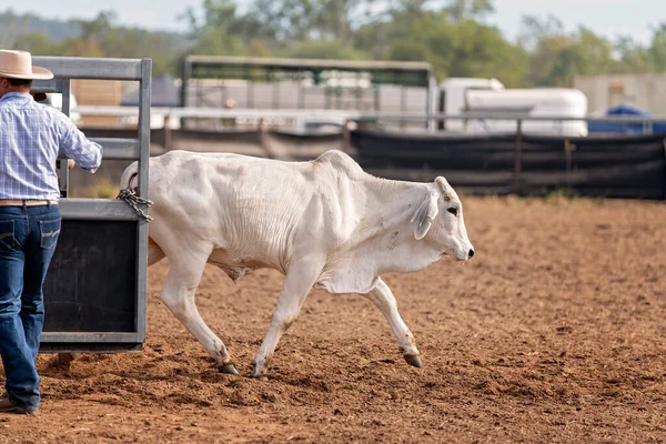Cowboy opens gate for cow to run into the arena for a camp draft event at a country rodeo in Australia