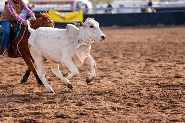오스트레일리아의 로데오 대회에서 카우보이 — 스톡 사진