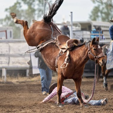Avustralya 'da bir rodeo rodeosunda atına binen kovboy yere düştü.