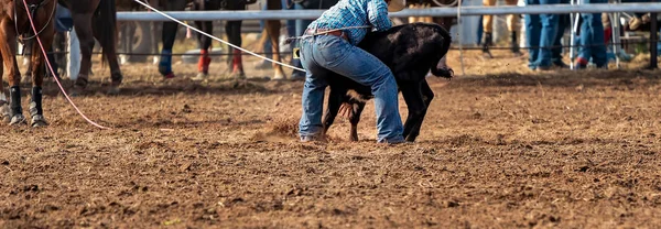 Cowboy Birkózik Borjú Földre Esetén Country Rodeó Ausztrália — Stock Fotó