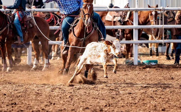 Calf Being Lassoed Team Calf Roping Event Cowboys Country Rodeo — Stock Photo, Image