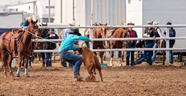 Cowboy Worstelt Kalf Grond Geval Van Country Rodeo Australië — Stockfoto
