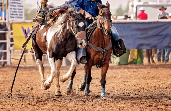 Cowboy being lifted off bucking bronco at country rodeo Australia