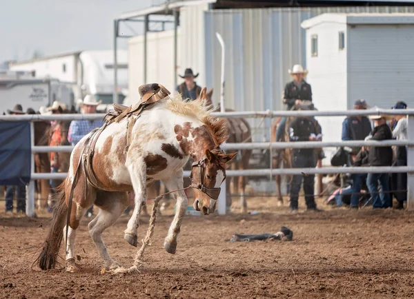 Dziki Bronco Odbił Się Swojego Kowboja Australijskim Rodeo Country — Zdjęcie stockowe