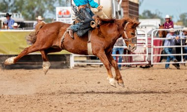 Avustralya 'da bir rodeoda vahşi bir ata binen kovboy.