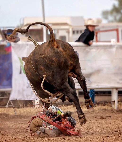 Cowboy falls off wild bucking bull at Australian country rodeo