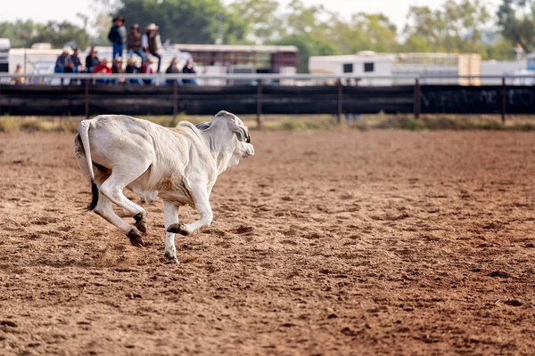 Eine Kuh Camp Draft Bei Einem Country Rodeo Australien — Stockfoto