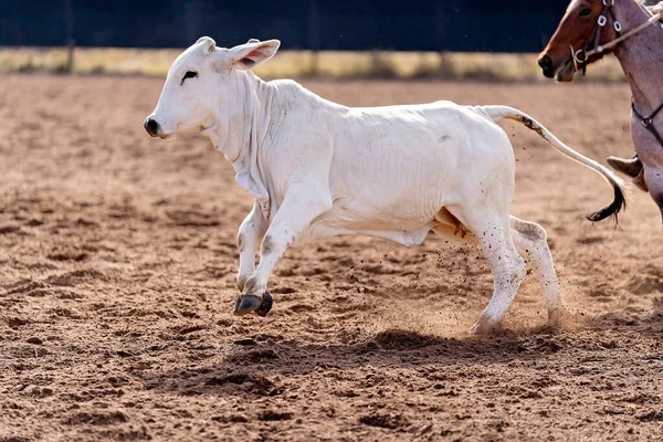 Una Mucca Una Bozza Campo Evento Paese Rodeo Australia — Foto Stock