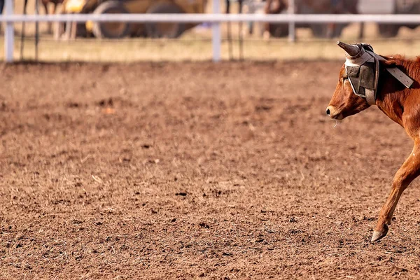 在澳大利亚的一个乡村牛仔竞技会的夏令营选秀活动中的一头奶牛 — 图库照片