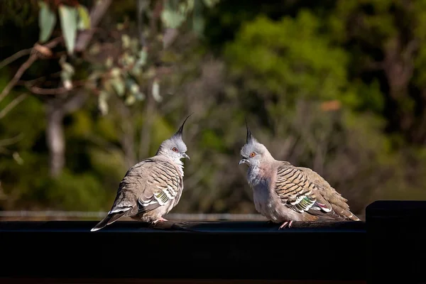 Two crested pigeons on a fence post with a bush background. Australian species with erect crest. Sapphire Wetlands Reserve, Queensland, Australia.