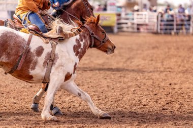 Kovboylar, bir Avustralya rodeosunda binicisini indirdikten sonra vahşi bir atı arenadan çıkardılar..