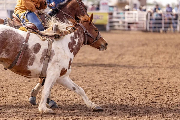 Los Vaqueros Sacan Salvaje Caballo Bronco Arena Después Haber Desmontado —  Fotos de Stock