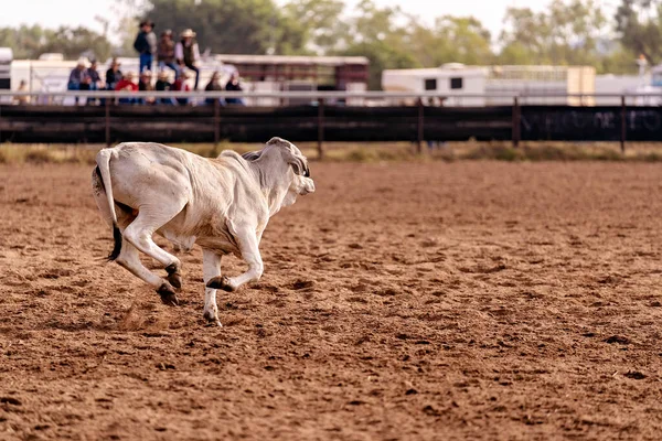 Een Stier Koe Een Kamp Ontwerp Evenement Een Land Rodeo — Stockfoto