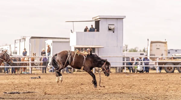 Wild Bucking Bronco Paard Heeft Gegooid Uit Cowboy Rider Een — Stockfoto