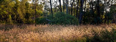 Çimenler ve yabani otlar sabahın erken saatlerinde aydınlanır. Bitkilerin üzerine pembe bir parıltı yayılır..