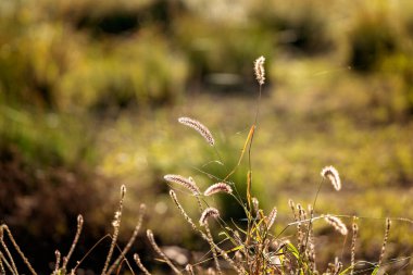 Sabahın erken saatlerinde, nemli bir arazide, gün ışığında, vahşi otlar..