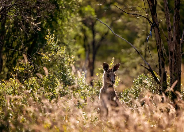 Een Australische Kangoeroe Terug Verlicht Door Vroege Ochtendzon Inheems Struikgewas — Stockfoto