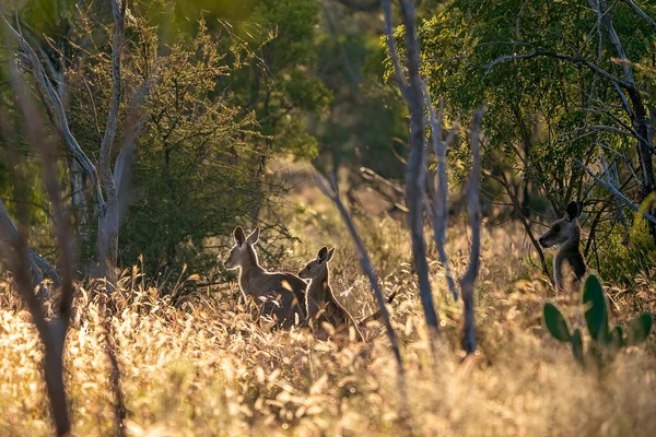 Trzy Australijskie Kangury Oświetlone Wczesnym Rankiem Słońcem Rodzimym Krzaku Sapphire — Zdjęcie stockowe
