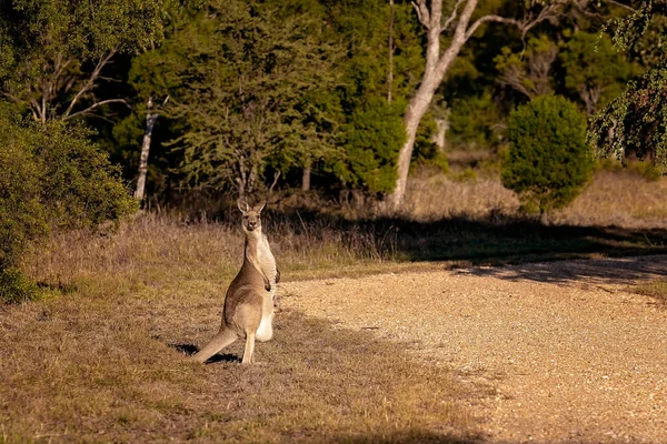 Dişi Bir Avustralyalı Kanguru Kesesinde Joey Ile Bir Patikanın Yanındaki — Stok fotoğraf