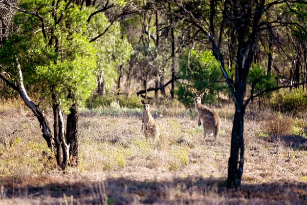 Dos Canguros Grises Orientales Australianos Matorrales Una Reserva Natural — Foto de Stock