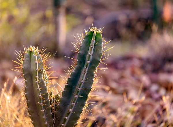 Der Sanfte Schein Der Untergehenden Sonne Auf Dem Weidenkaktus Auch — Stockfoto