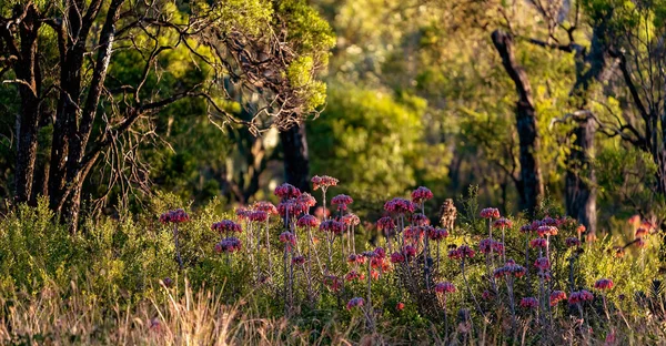 Flores Silvestres Australianas Entre Bosques Uma Bela Manhã Fresca — Fotografia de Stock