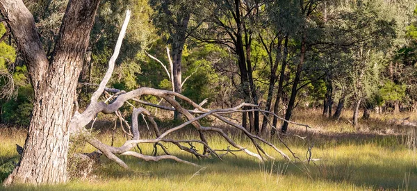 Tronco Árvore Velho Caído Acima Gramíneas Zonas Húmidas Grossas Sombras — Fotografia de Stock