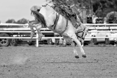 Avustralya 'da bir rodeoda vahşi bir ata binen kovboy.