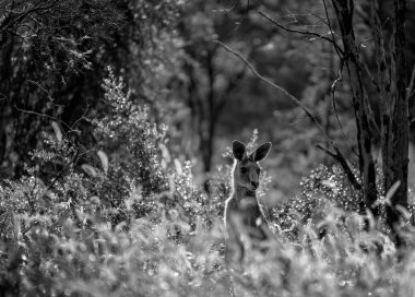 Avustralya 'da bir kanguru, sabah erken saatlerde çalılıklarda gün ışığıyla aydınlanır. Safir mücevher tarlaları Queensland.