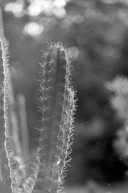 Gece Kaktüsleri Kraliçesi olarak da bilinen Söğüt Kaktüsü 'nün üzerindeki batan güneşin yumuşak parıltısı..