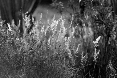 Çimenler ve yabani otlar öğleden sonra güneş ışığı ile aydınlanıyor. Bitkilerin üzerine pembe bir parıltı saçılıyor..