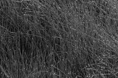 Kalın sulak araziler sabah erkenden çiğ taneleri ile benekli..