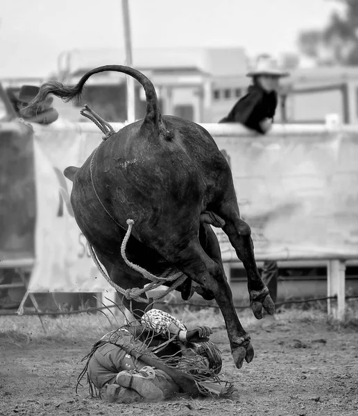 Cowboy Faller Vilda Bucking Tjur Australian Land Rodeo — Stockfoto