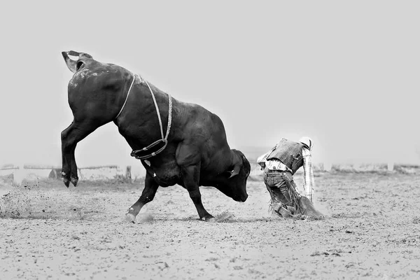 カウボーイは田舎のロデオ オーストラリアで野生の雄牛から追い出されます 隔離された背景 — ストック写真