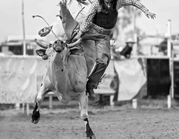 Kowboj Spadający Byka Australijskim Rodeo — Zdjęcie stockowe
