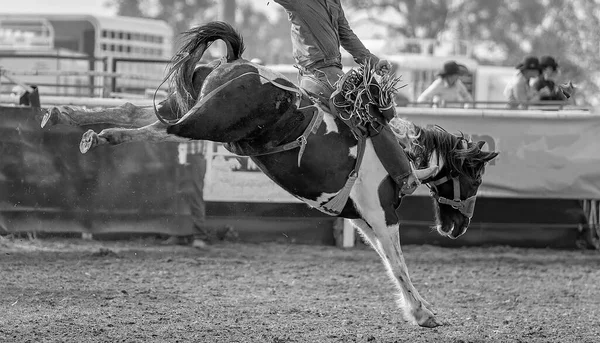 Wild Bucking Bronco Horse Tries Unseat Cowboy Rider Event Australian — Stockfoto
