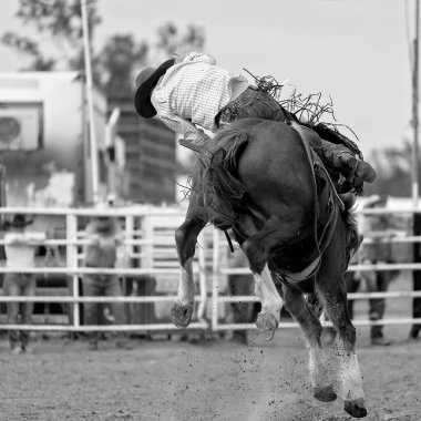 Vahşi vahşi at, Avustralya 'da bir rodeoda kovboy binicisini kovaladı.
