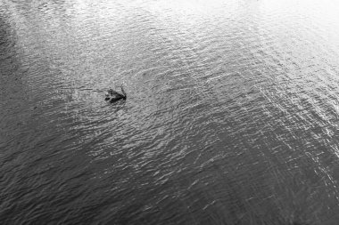 Barajın sularında huzur içinde yüzen siyah bir kuğunun insansız hava aracı görüntüsü.