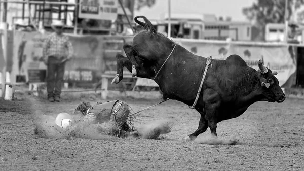 Kowboj Dostaje Bucked Dziki Byk Kraj Rodeo Australia — Zdjęcie stockowe
