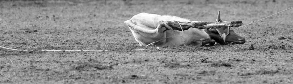 Becerro Siendo Encadenado Evento Cuerda Becerro Equipo Por Vaqueros Rodeo — Foto de Stock