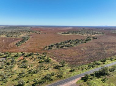 Clermont Avustralya yolunda Wolfgang Tepesi yakınlarında büyüyen karanlık bir sorghum tarlası. Mavi gökyüzü olan açık bir günde insansız hava aracı. Kırsal alanın geniş görünümü.