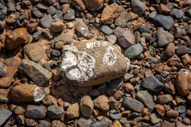 İstiridye topladıktan sonra geriye kalan istiridye taşı. İstiridye kabuğu şekilleri hala kayanın içinde gömülü..