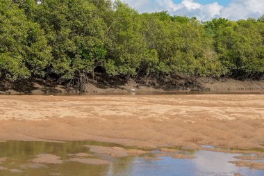 Dalgalar alçaldığında bir nehir kıyısı, kumları, mangrovları ve bulutlu bir gökyüzünü gösteren beyaz bir kuş..