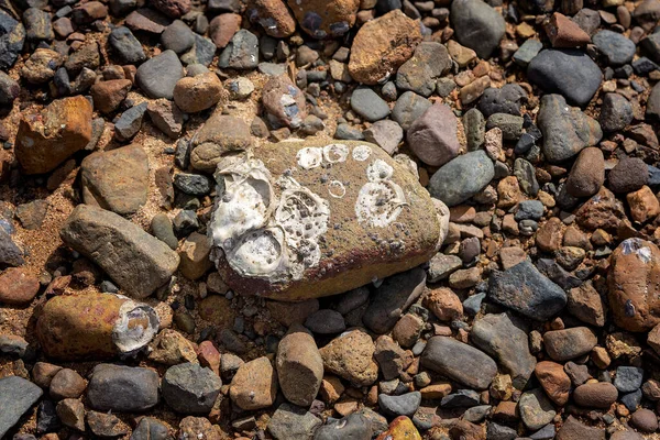 İstiridye topladıktan sonra geriye kalan istiridye taşı. İstiridye kabuğu şekilleri hala kayanın içinde gömülü..