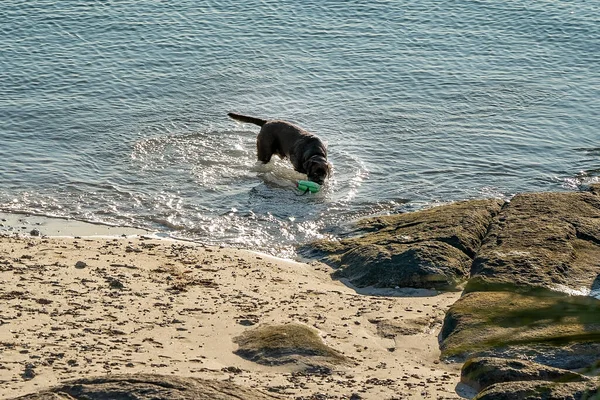 Gran Perro Marrón Persiguiendo Juguete Agua Capturó Una Playa Arena —  Fotos de Stock