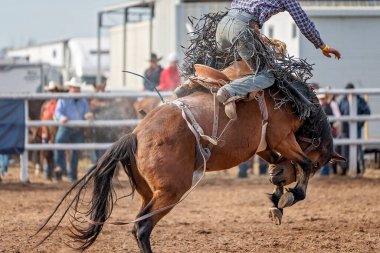 Avustralya 'da bir rodeoda vahşi bir ata binen kovboy.