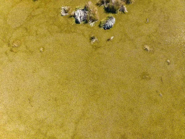 Drohne Über Einem Teich Voller Algen Und Unkraut Nach Dem — Stockfoto